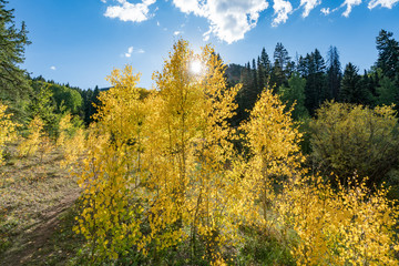 Fototapeta na wymiar Fall colours in Crested Butte Colorado