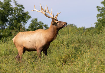 American elk or wapiti (Cervus canadensis) male calling during rut season, Iowa, USA