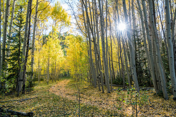 Fall colours in Crested Butte Colorado