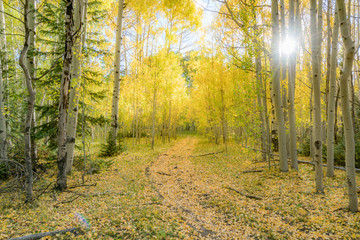 Fototapeta na wymiar Fall colours in Crested Butte Colorado