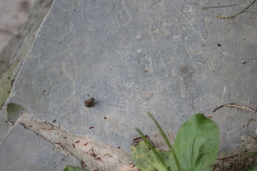 Little Toad