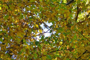 buntes Herbstlaub am Baum