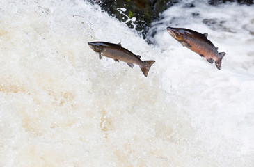 Leaping Atlantic salmon (salmo salar).