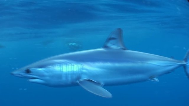 Short fin mako shark swimming out in the blue, offshore from Cape Town, South Africa. 