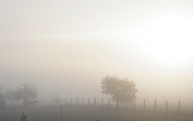 Nebel am Morgen