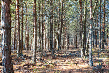 the sun's rays in a wild pine forest