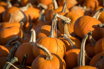 Pumpkins for sale
