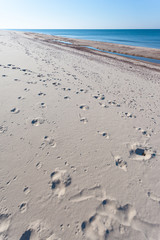 bright wild beach of white sand by the blue sea, Curonian Spit National Park