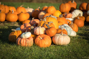 Pumpkins for sale