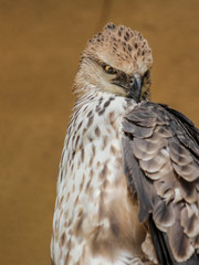 Javan eagle