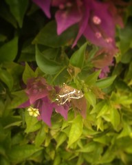Polilla y flores moradas