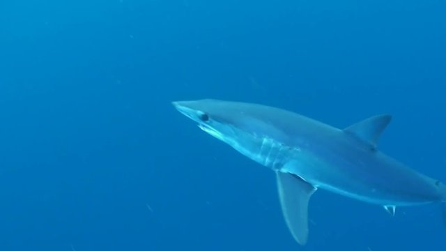 Short fin mako shark swimming out in the blue, offshore from Cape Town, South Africa. 