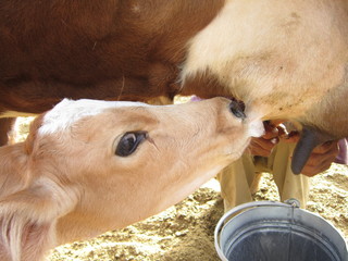 Becerro tomando leche