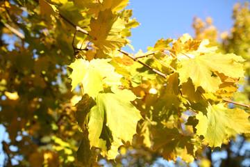  autumn maple leaves on blue sky