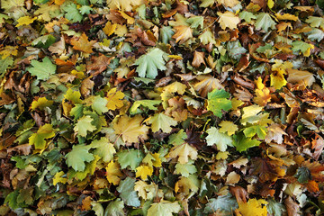Autumn fallen maple leaves of different colors on the ground in the park on the green grass
