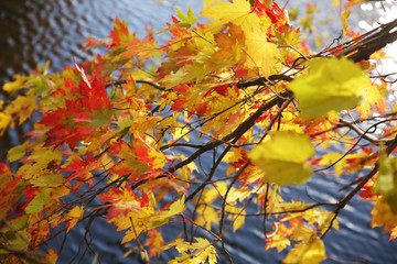 autumn leaves on blue lake background