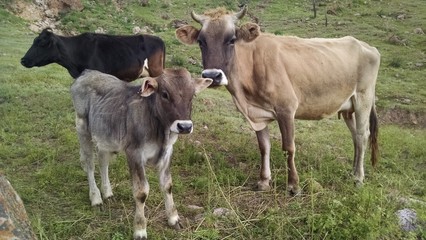 Obraz na płótnie Canvas cows in field