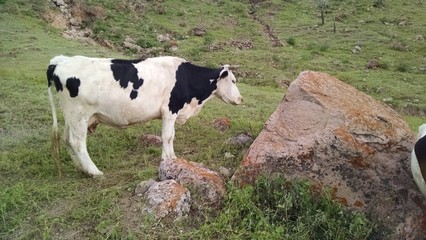 Vaca en campo