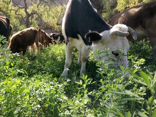 cow pasture