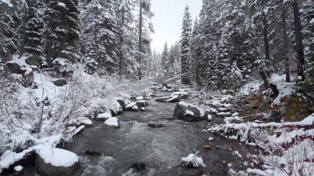 AERIAL: Tranquil mountain stream flowing through the picturesque snowy forest in quiet rural California, USA Flying along the calm river surrounded by spruce trees covered in freshly fallen snow.