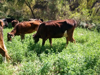 vaca pastura