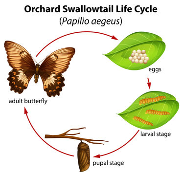 Orchard swallowtail life cycle