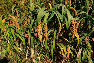 Mature millet in the farmland