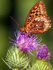 Orange moth on Purple Thistle 