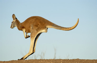 Rotes Riesenkänguru im Outback Australiens...