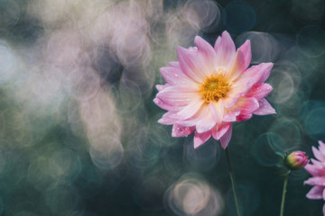 Close up of Pink Chrysanthemums in bloom with the natural bokeh background.