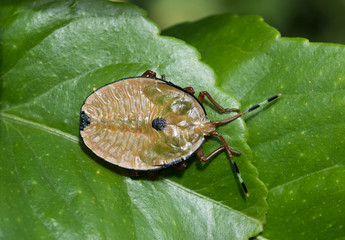 stink bug, or bronze orange bug on lemon tree, Sydney Australia.