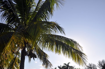 Palm tree
