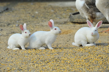 The rabbit in the wild nature