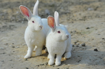 The rabbit in the wild nature