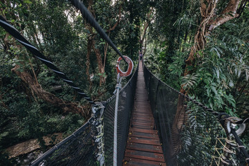 canopy walk (tree top walk), new activity for travel in the forest by walking across the long wooden bridge in Chiang rai, north of thailand