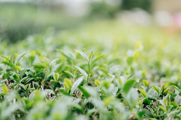 Green tea plantation with nature light