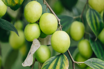 Jujube fruits or monkey apple ( Ziziphus mauritiana ) Fresh from the trees Organic fruits in the garden.