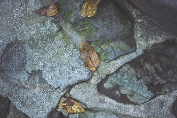 落ち葉 石の背景