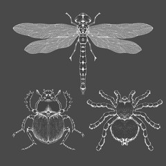 Vector set of hand drawn insects. Different insects in realistic style: spider tarantula, dragonfly and scarab.