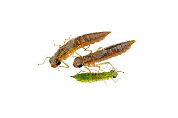 Dragonfly larvae isolated in the white