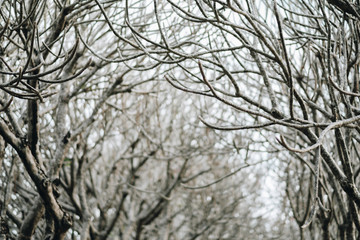 Tunnel of dry Plumeria tree of Frangipani tree with walking way  at Nan Province, The north of Thailand