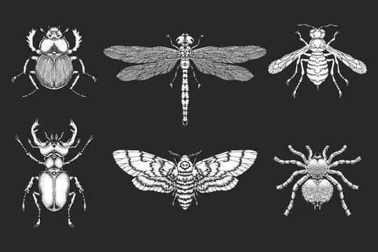 Vector set of hand drawn insects. Different insects in realistic style.
