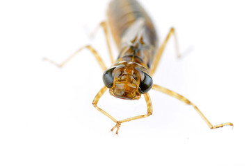 Dragonfly larvae isolated in the white