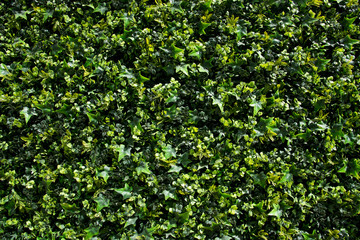 follaje verde artificial espacio exterior cielo azul con nubes jardín exterior