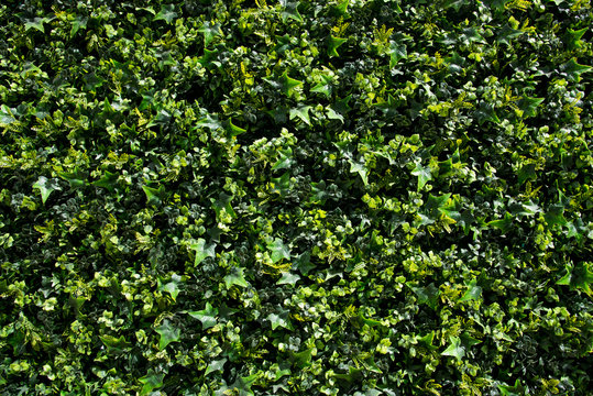 follaje verde artificial espacio exterior cielo azul con nubes jard&iacute;n exterior