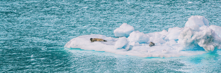 Obraz premium Alaska glacier bay portowe foki na górze lodowej pływające w pobliżu lodowców na błękitnym morzu. Statek wycieczkowy do Glacier Bay National Park widok panoramiczny banner. morska przyroda.