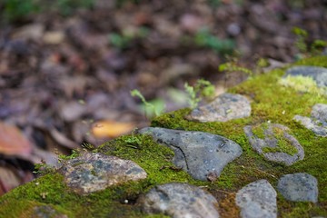 A small hickory grows on the pathway.