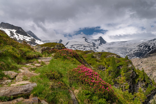 Gletscher am Gro&szlig;venediger Osttirol Innergschl&ouml;&szlig; im Sommer mit bl&uuml;henden Almrosen