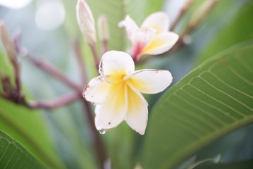 Obraz na płótnie Canvas frangipani flower