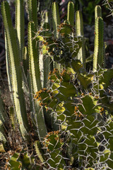 Cactus found in Southern California